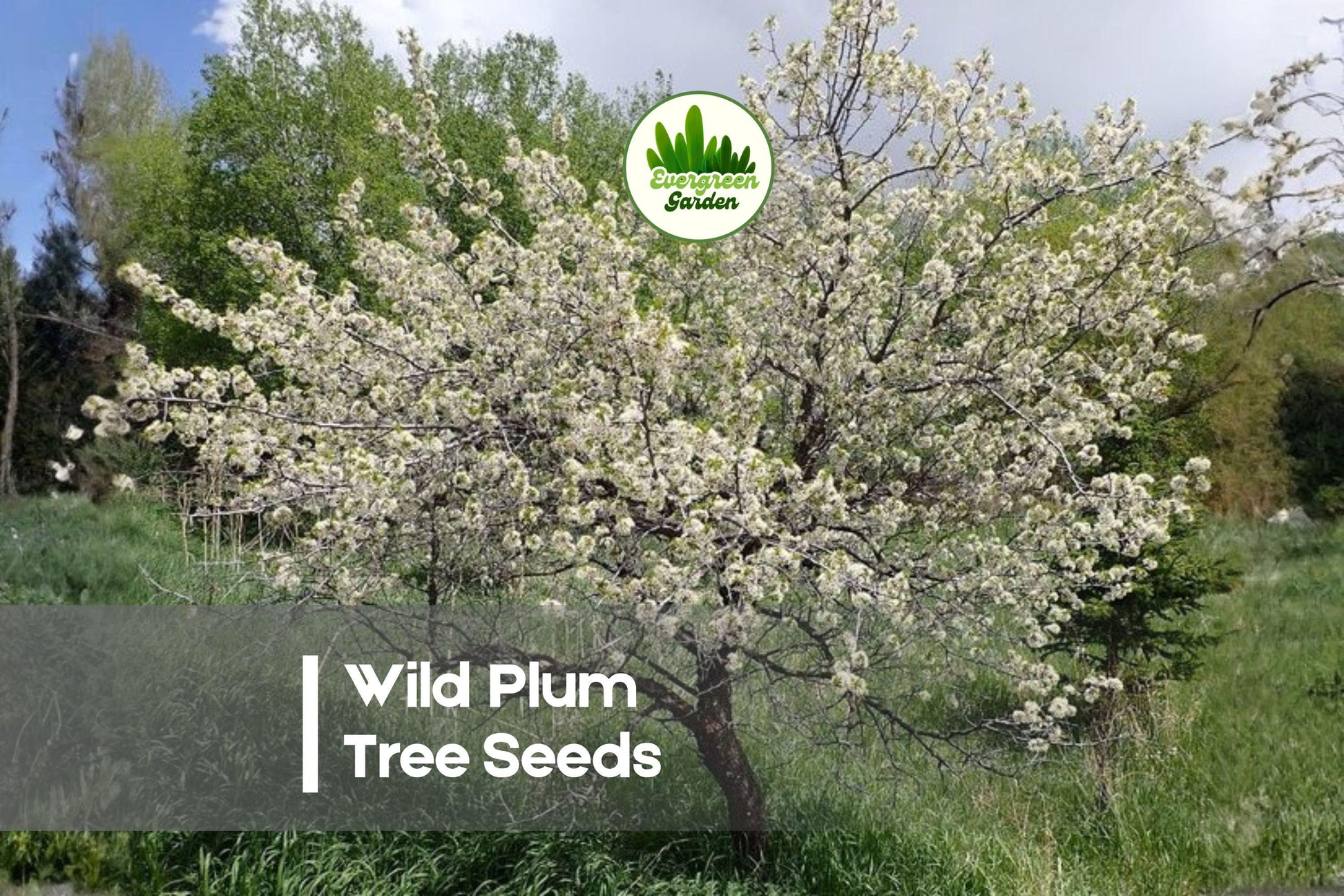 Wild Plum Tree Seeds - Prunus umbellata, Native Deciduous Ornamental Tree with Fragrant Spring Blooms and Small Purple Plums