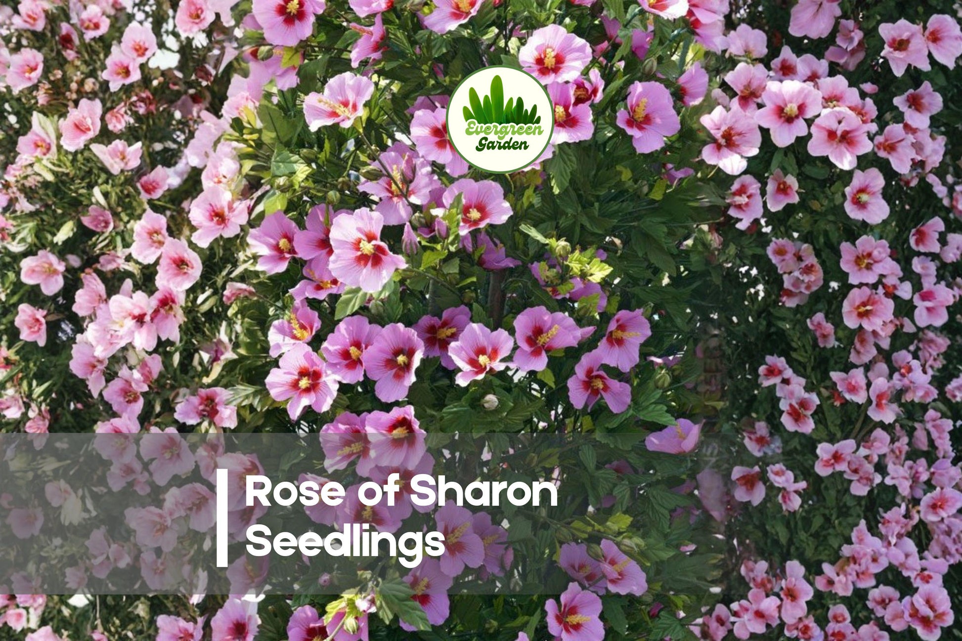 Rose of Sharon Seedlings - Hibiscus syriacus Flowering Shrub for Garden, Hedges & Borders