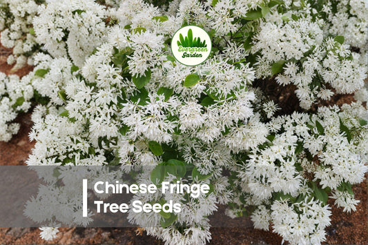 10 Chinese Fringe Tree Seeds, Ornamental Deciduous Flowering Tree, White Fringe Blooms, Chionanthus retusus, Garden Landscaping
