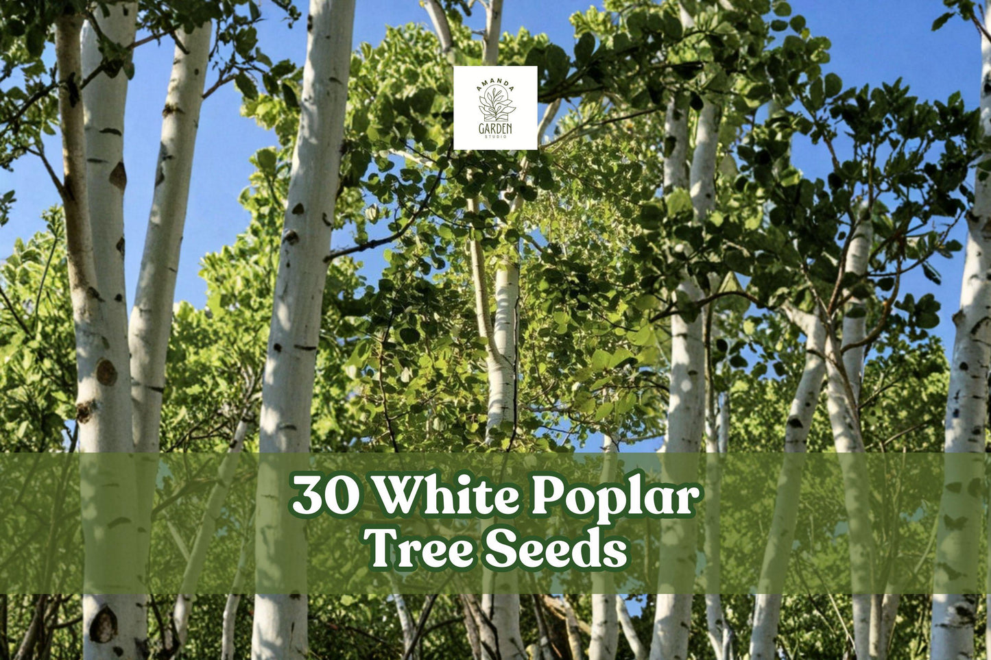 White Poplar Tree Seeds – 30 Non-GMO Populus alba Fast-Growing Ornamental Shade Tree