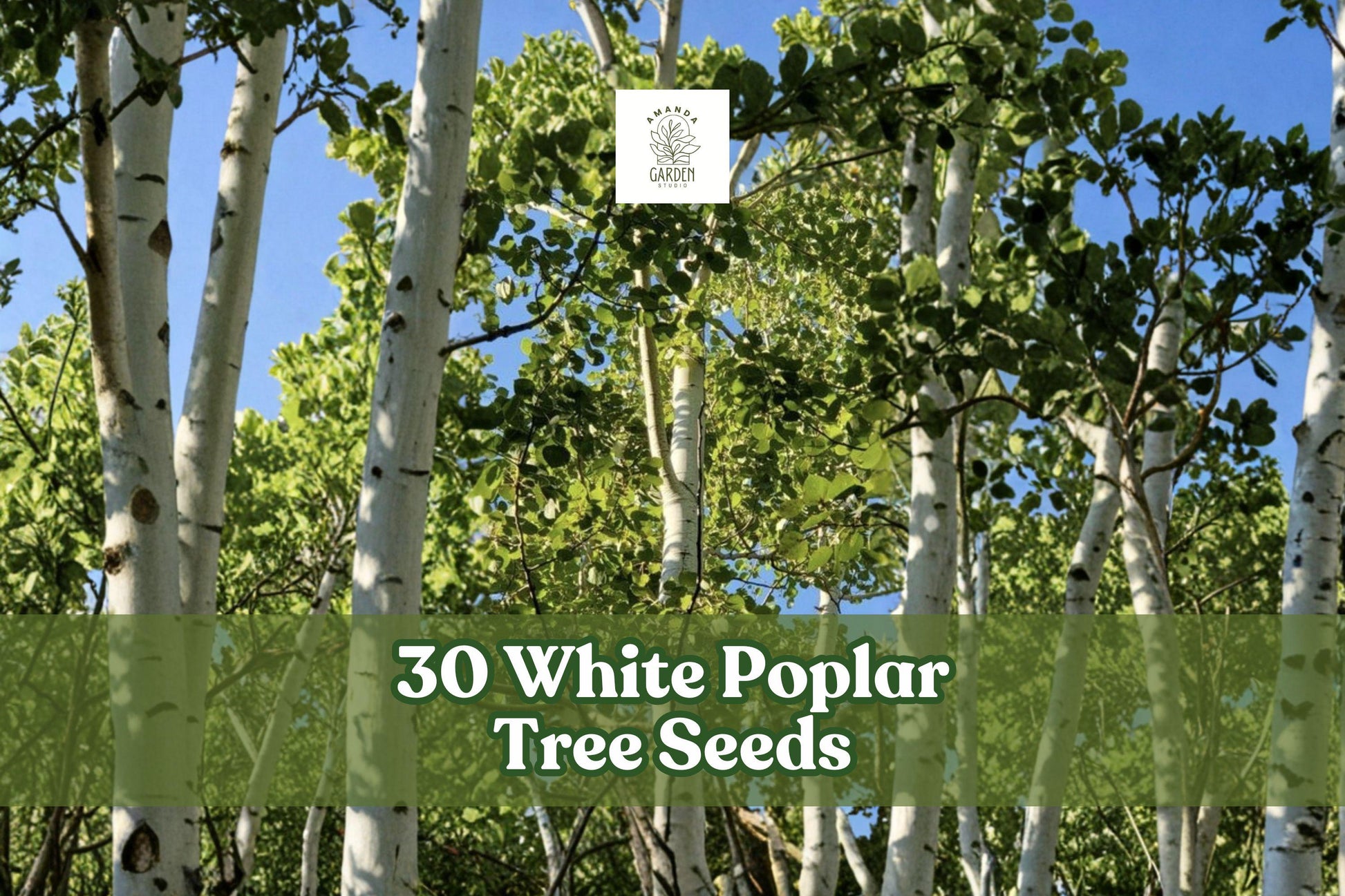 White Poplar Tree Seeds – 30 Non-GMO Populus alba Fast-Growing Ornamental Shade Tree