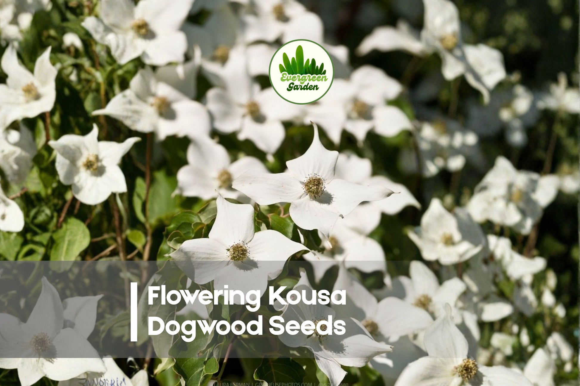 Flowering Kousa Dogwood Seeds - Cornus kousa, Ornamental Tree, White Flowers, Red Fall Berries, Landscape Gardening, 50 Seeds