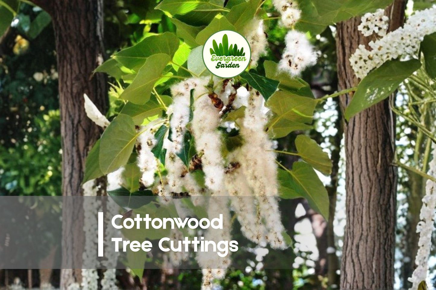 4 Cottonwood Tree Cuttings - Fast-Growing Populus Deciduous Live Planting Propagation for Landscaping