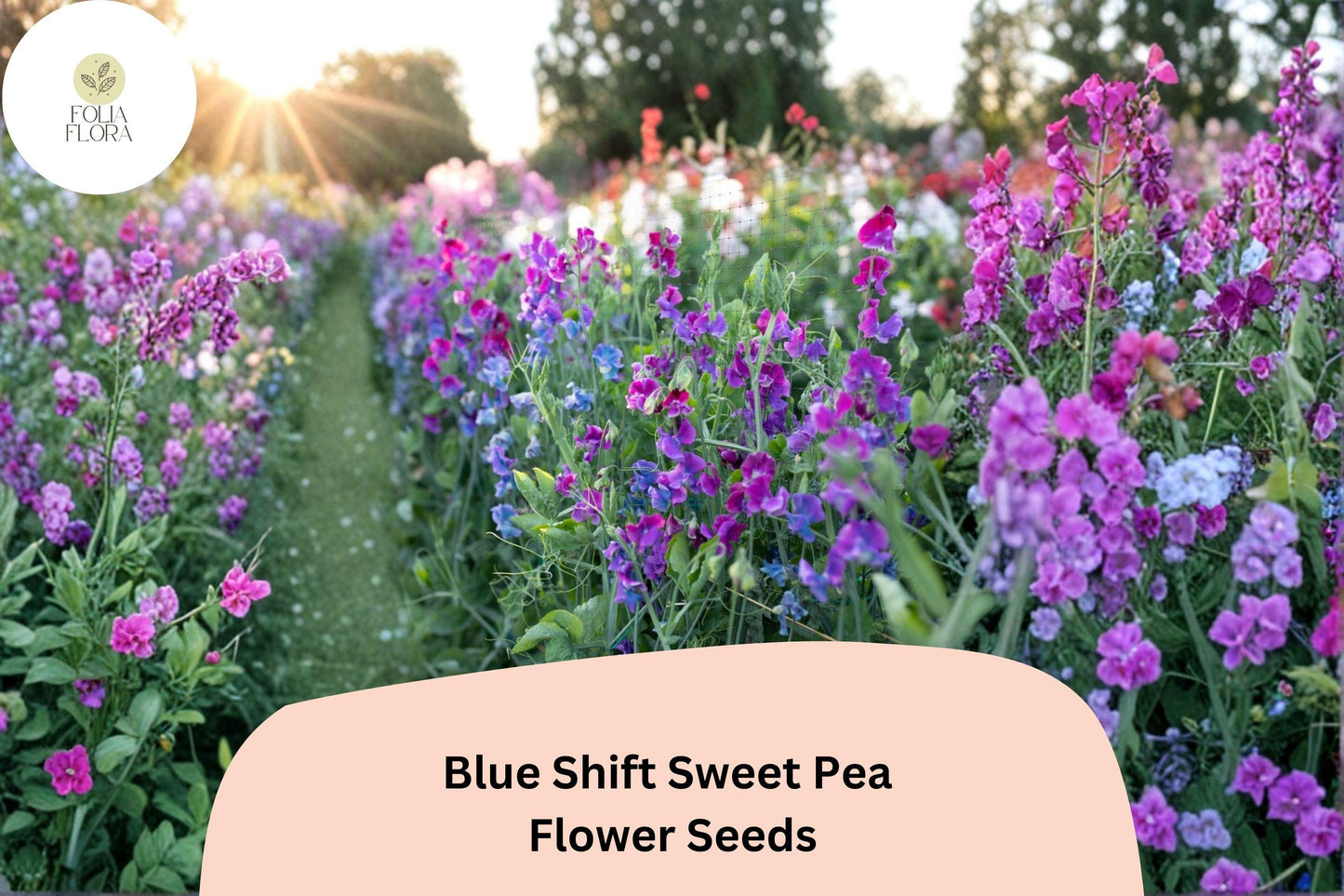 Blue Shift Sweet Pea Seeds, Climbing Annual Flower, Lavender-Blue Blooms, Lathyrus odoratus, Garden Seeds