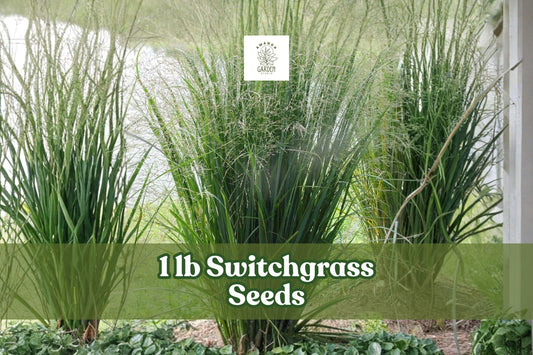 1 lb Switchgrass Seeds for Planting | Panicum virgatum Native Prairie Grass for Restoration & Landscaping