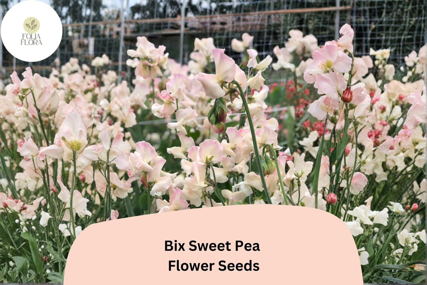 Bix Sweet Pea Seeds | Climbing Annual Flower Vine | Lathyrus odoratus | Garden, Trellis, Fence, Arch