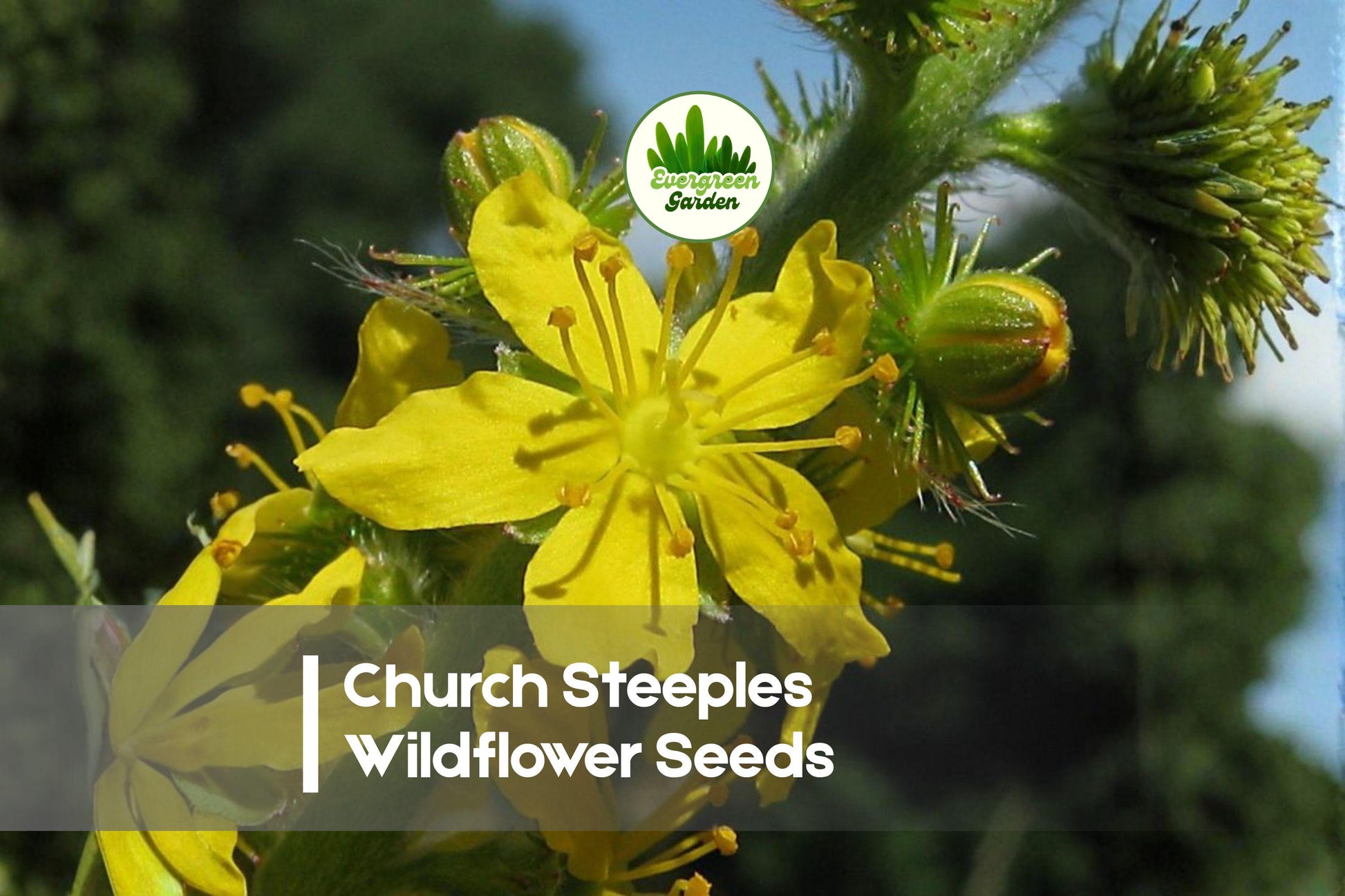 Wildflower Seeds - 100 Church Steeples (Agrimonia eupatoria) - Tall Yellow Spire Wildflowers for Meadows & Borders