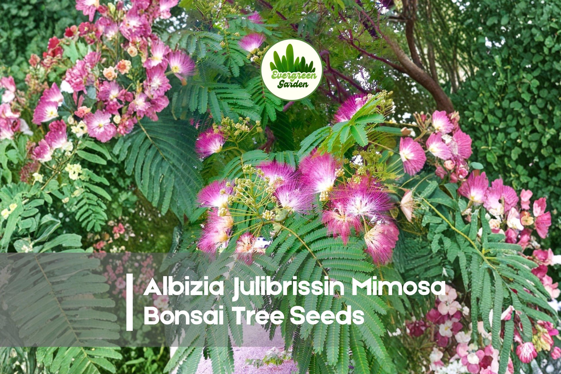 Albizia Julibrissin Bonsai Tree Seeds - Pink Silk Flowers, Fern-Like Foliage, Ornamental Tree, 20 Pack