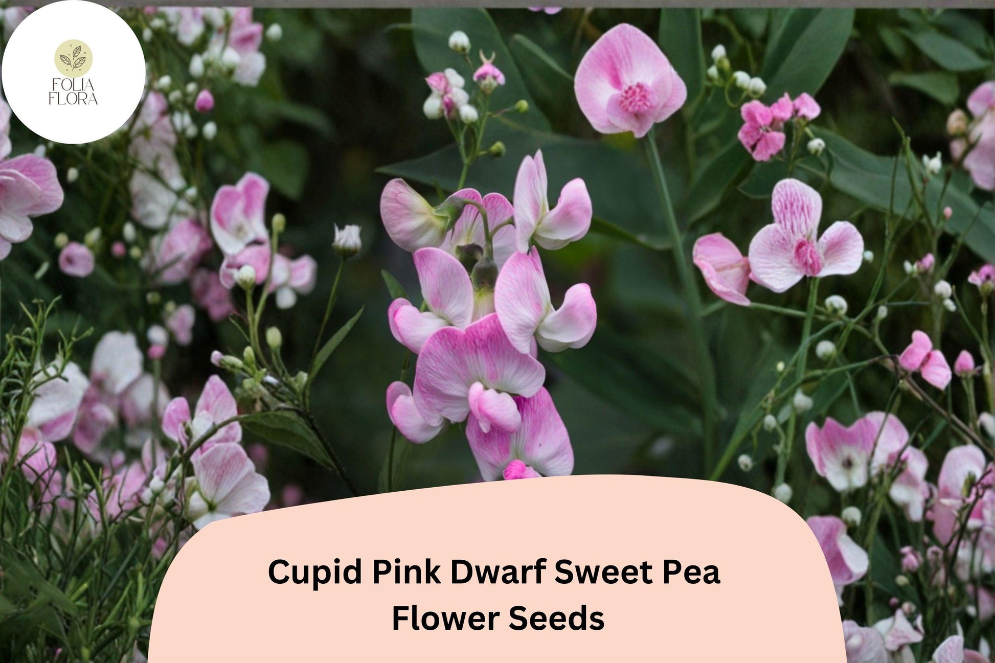 Cupid Pink Dwarf Sweet Pea Seeds | Compact Bush Flower | Pink Lathyrus odoratus Annual Plant