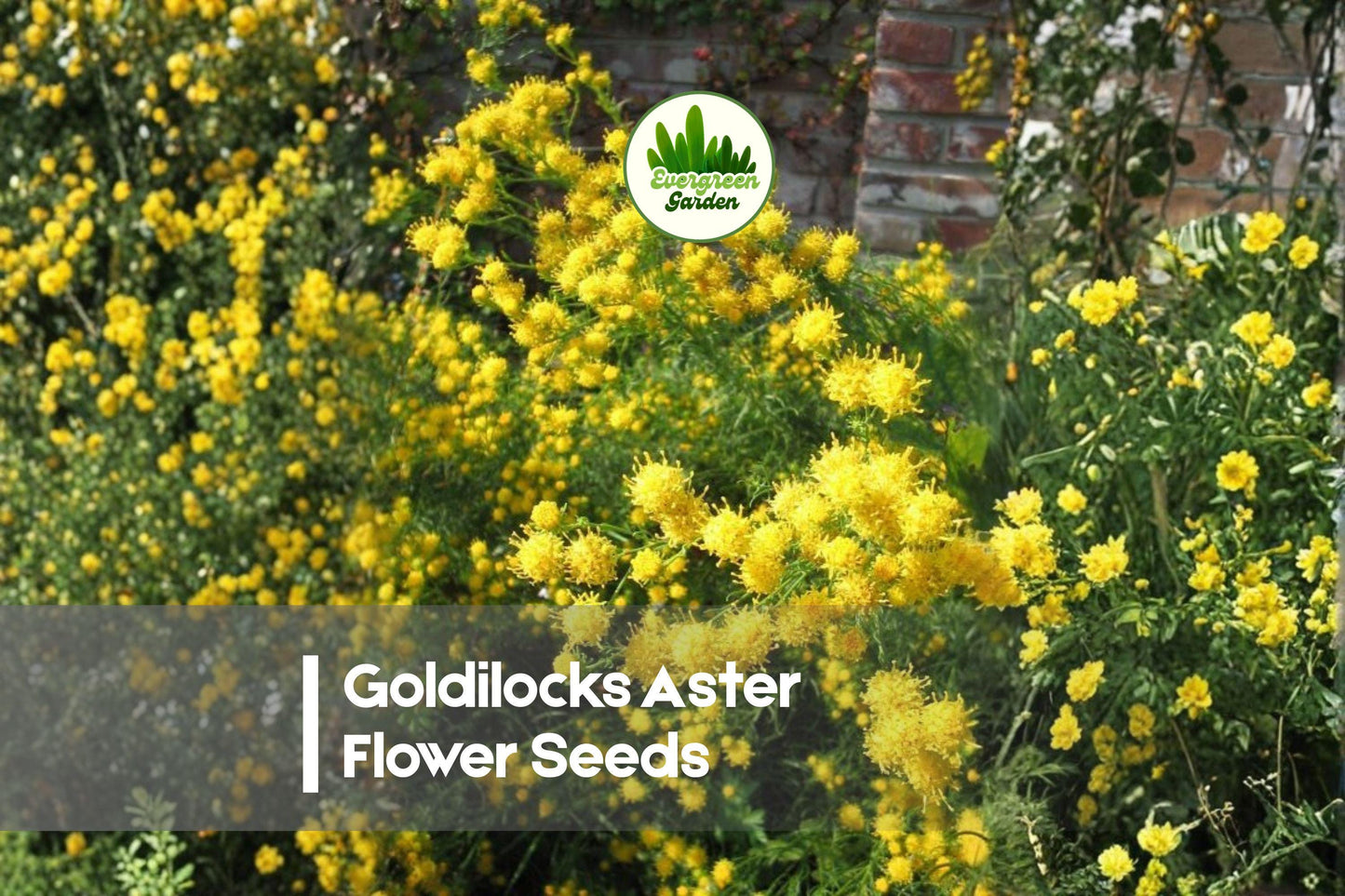 Goldilocks Aster Seeds - 20 Bright Yellow Daisy-Like Flowers for Borders, Containers, Pollinator Gardens - Aster Species