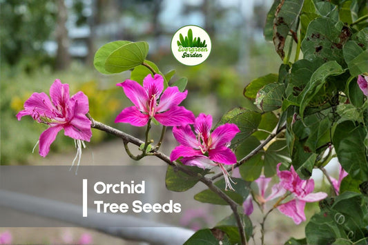 10 Orchid Tree Seeds - Bauhinia purpurea Butterfly Tree Flowering Ornamental Tree for Gardens & Landscaping