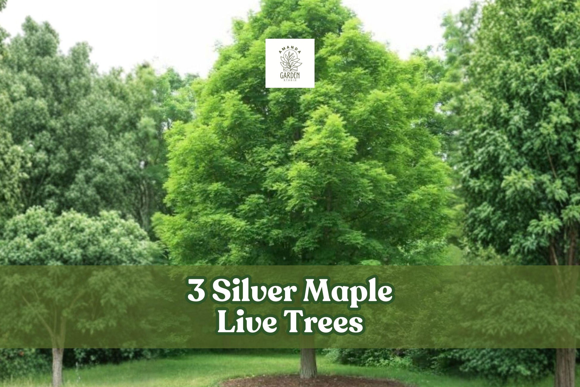3 Silver Maple Live Trees | Acer saccharinum | Fast Growing Shade Trees | Deciduous Landscape Trees