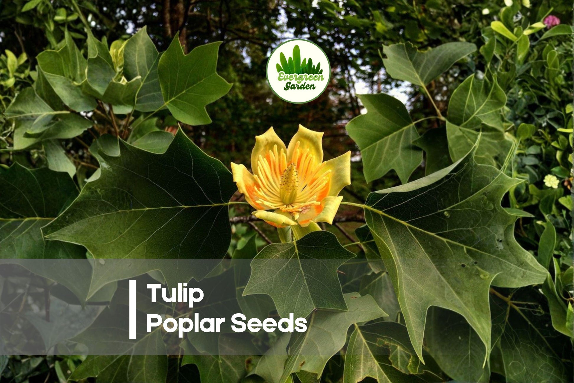 25 Tulip Poplar Seeds - Fast-Growing Shade Tree with Tulip-Shaped Flowers Liriodendron tulipifera