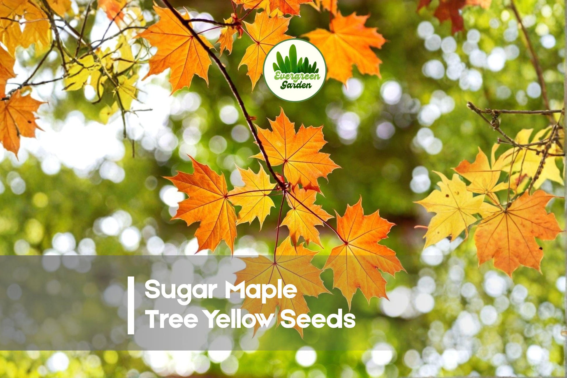 20 Sugar Maple Tree Seeds - Acer saccharum Fall Foliage, Hardy Hardwood, Shade & Landscaping Tree