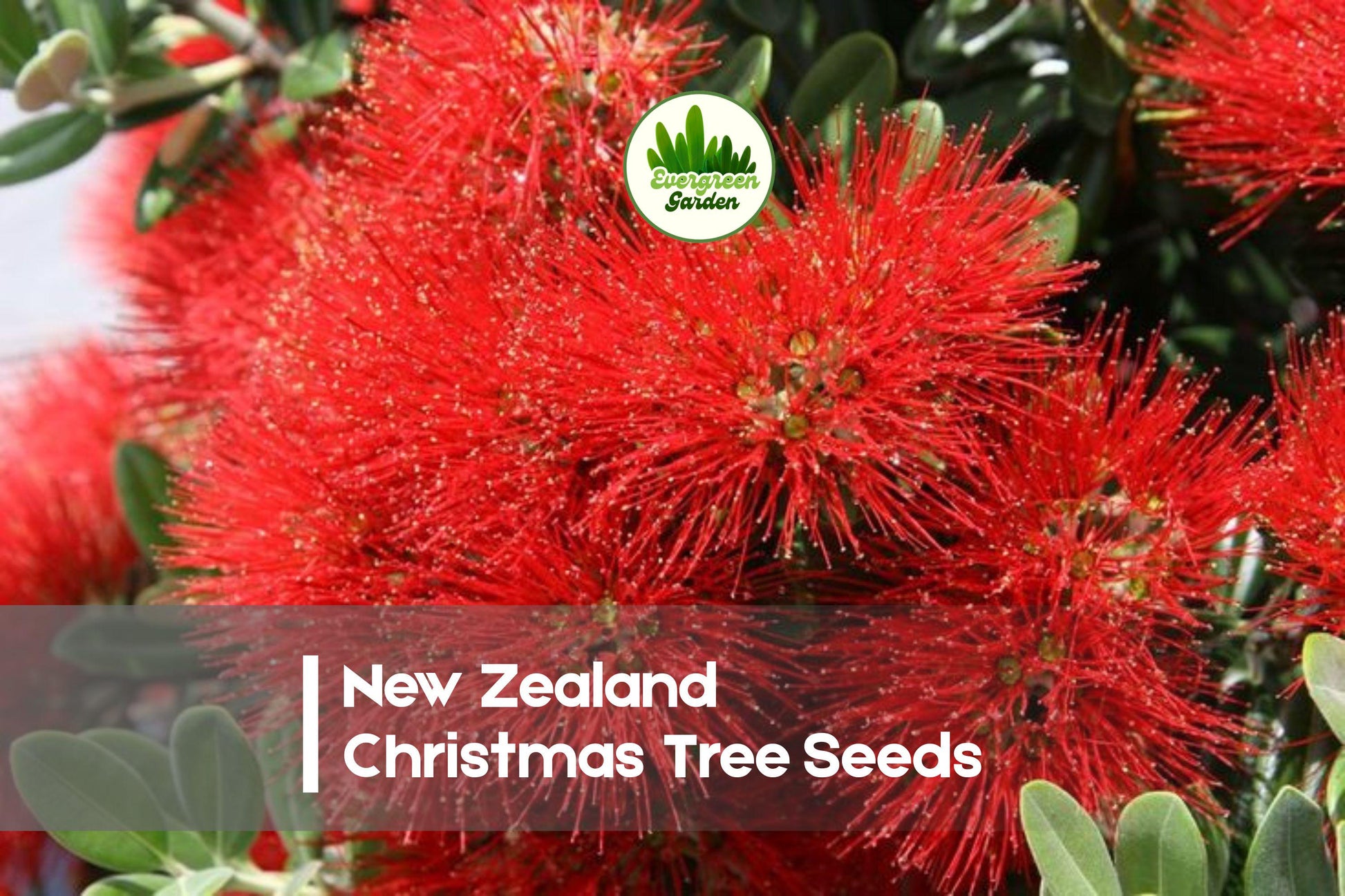 40 Pohutukawa Tree Seeds - New Zealand Christmas Tree, Evergreen Flowering, Red Blooms, Metrosideros excelsa