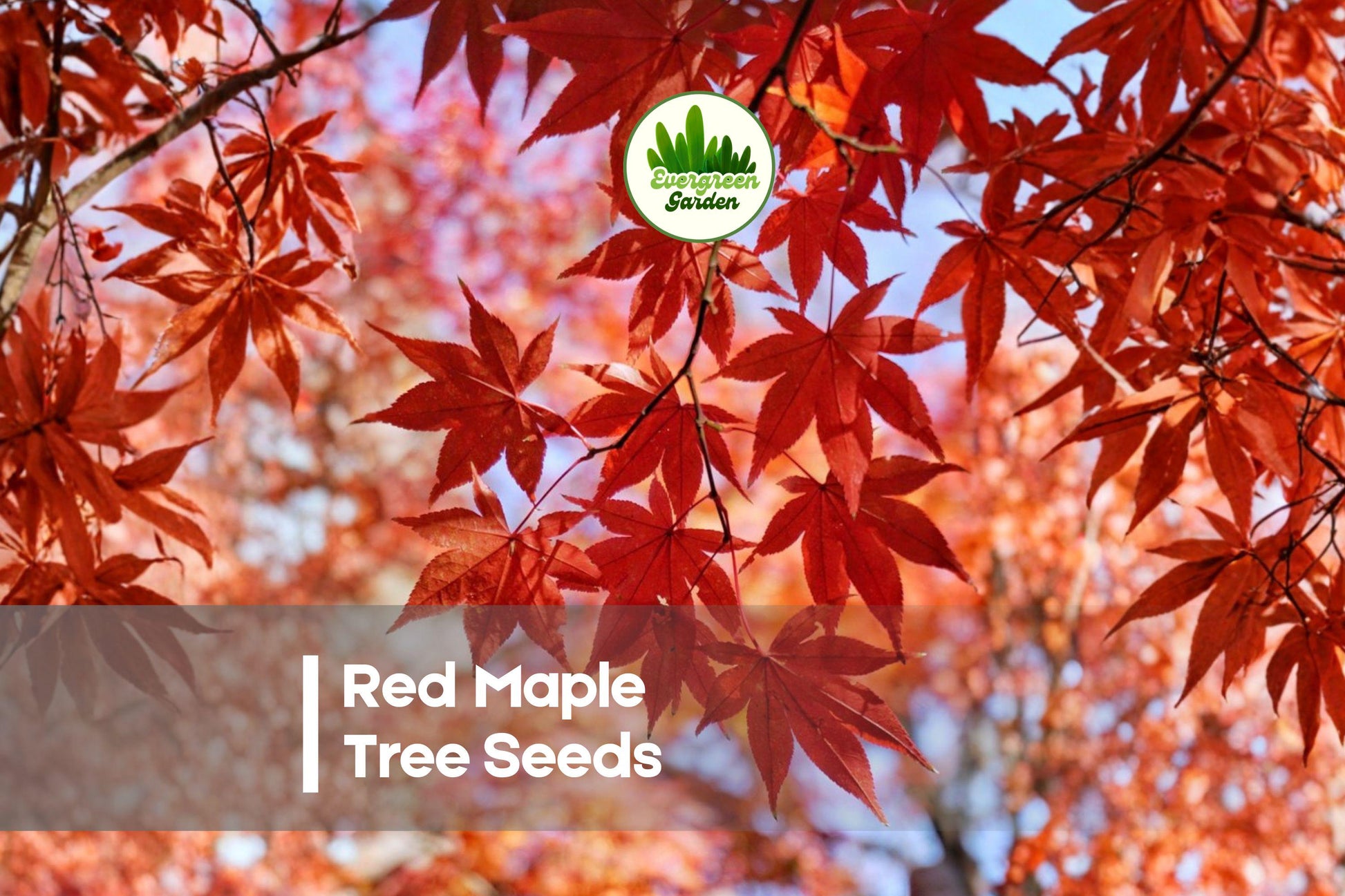 Red Maple Tree Seeds - 50 Premium Acer rubrum Seeds for Ornamental Landscaping and Shade