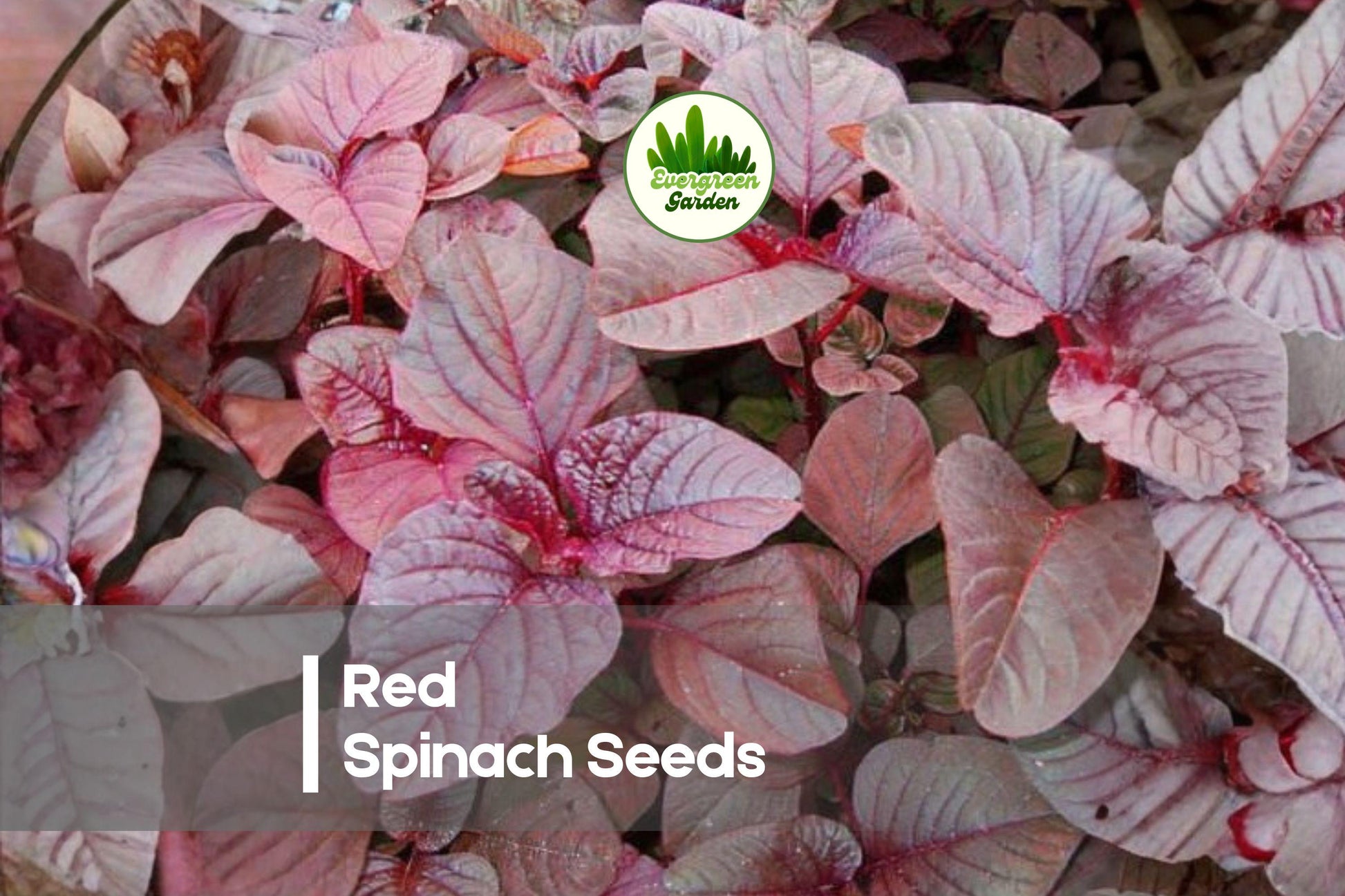 500 Red Spinach Seeds - Fast-Growing Amaranthus Leafy Greens for Garden Beds & Containers