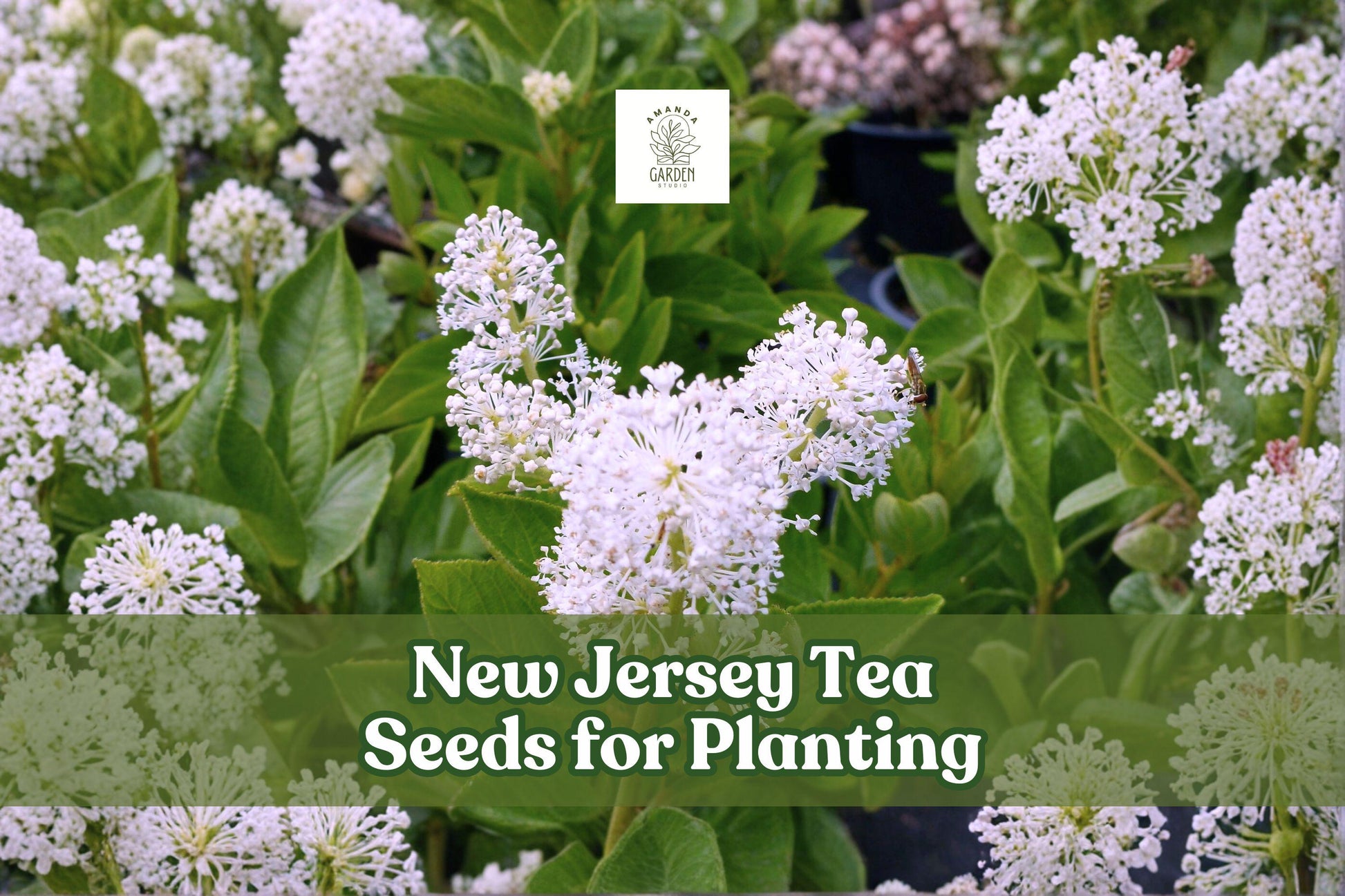 New Jersey Tea Seeds 50 Pack | Native Ceanothus americanus Shrub for Gardens & Landscaping