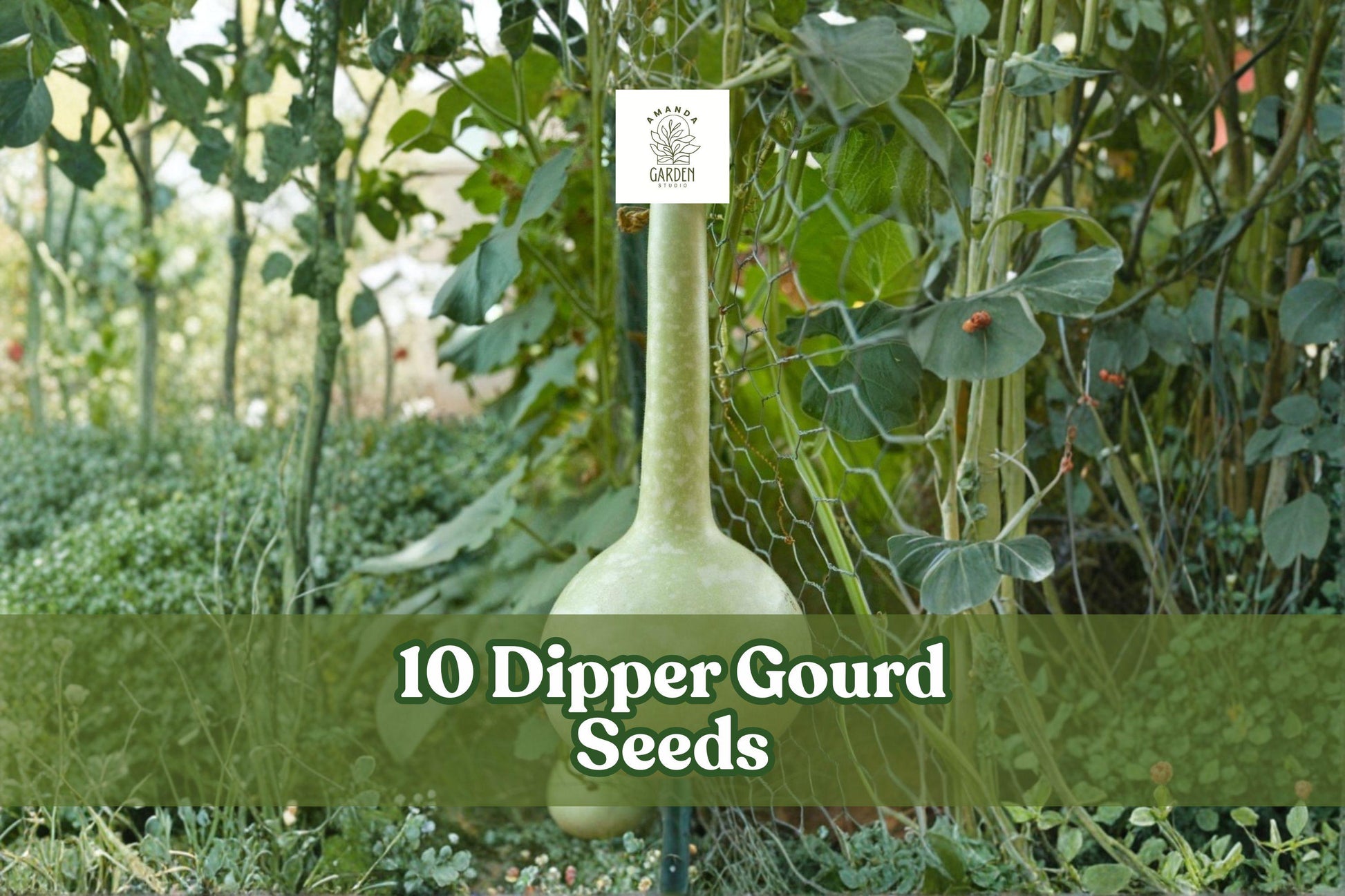 Dipper Gourd Seeds, Climbing Ornamental Vine, Lagenaria siceraria, Garden & Trellis Plant, 10 Seeds