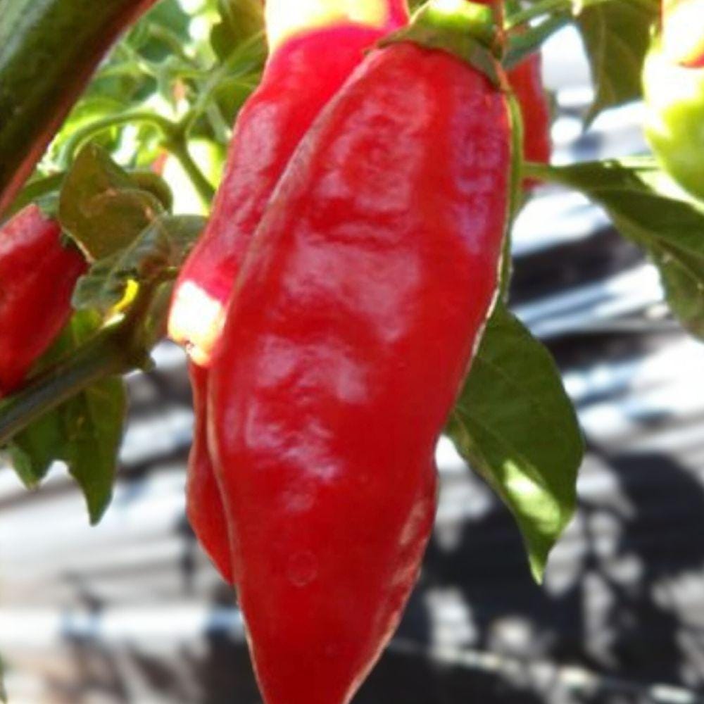 Trinidad Pimento Pepper Seeds – Heirloom, Capsicum chinense, Mild to Hot, 25+ Fresh Seeds for Garden, Container & Cooking