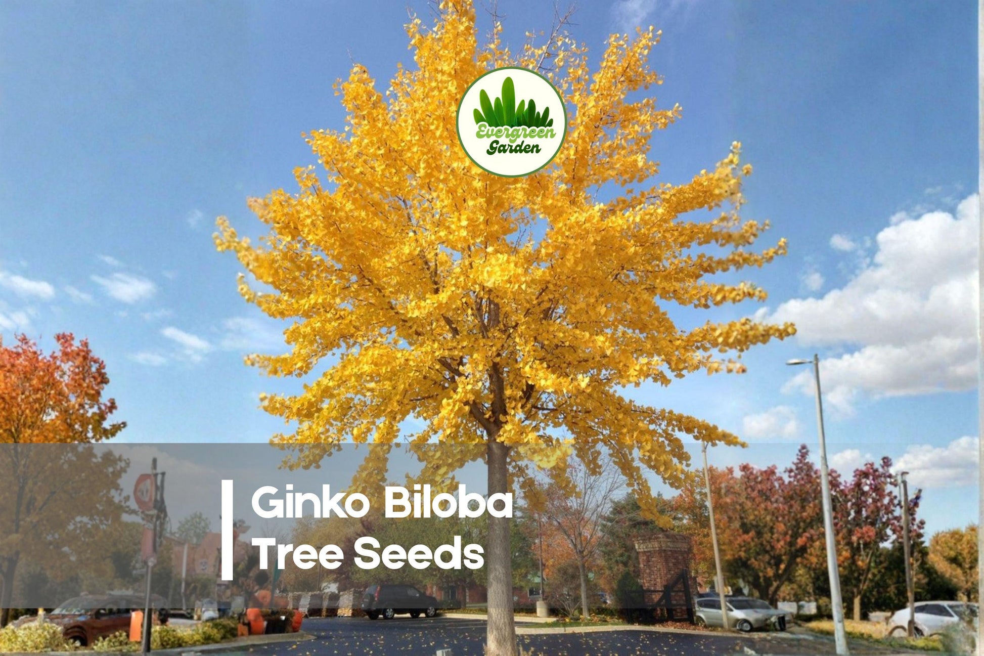 Ginkgo Biloba Tree Seeds – 6 Fresh Deciduous Seeds for Landscaping, Bonsai & Ornamental Gardens