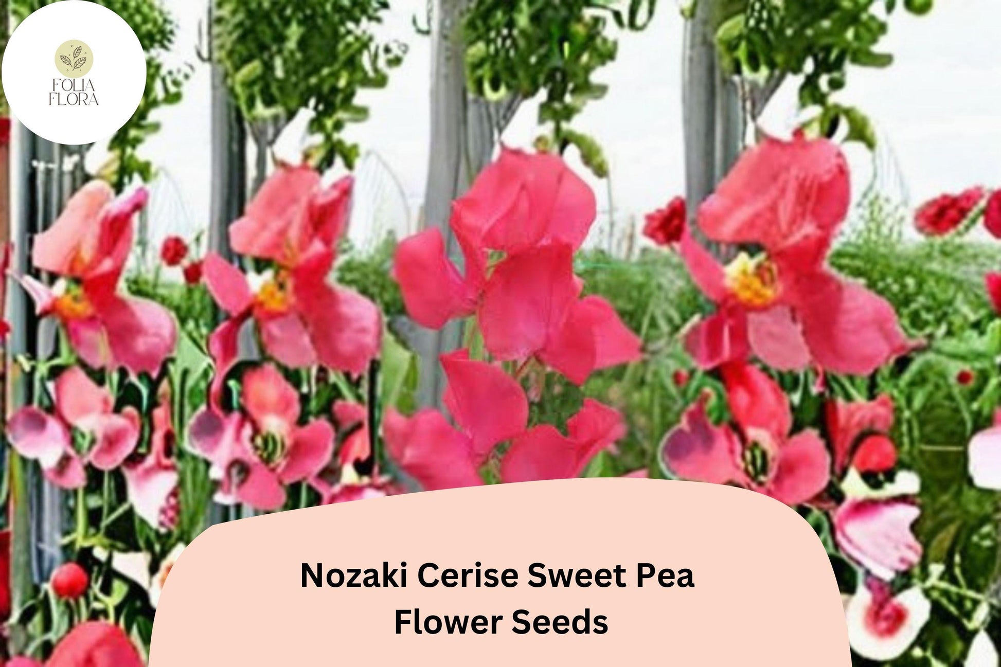Cerise Pink Sweet Pea Seeds | Climbing Annual Vine | Lathyrus odoratus | Bright Cerise Flowers for Gardens & Cut Flowers