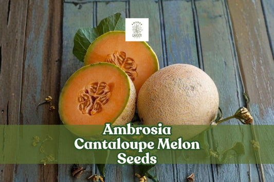 10 Ambrosia Cantaloupe Melon Seeds | Sweet Aromatic Cucumis melo for Home Garden, Vining, Warm-Season Melon Seeds