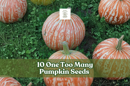 10 One Too Many Pumpkin Seeds | Rare Striped Ornamental Pumpkin Cucurbita pepo for Fall Decor & Garden Planting