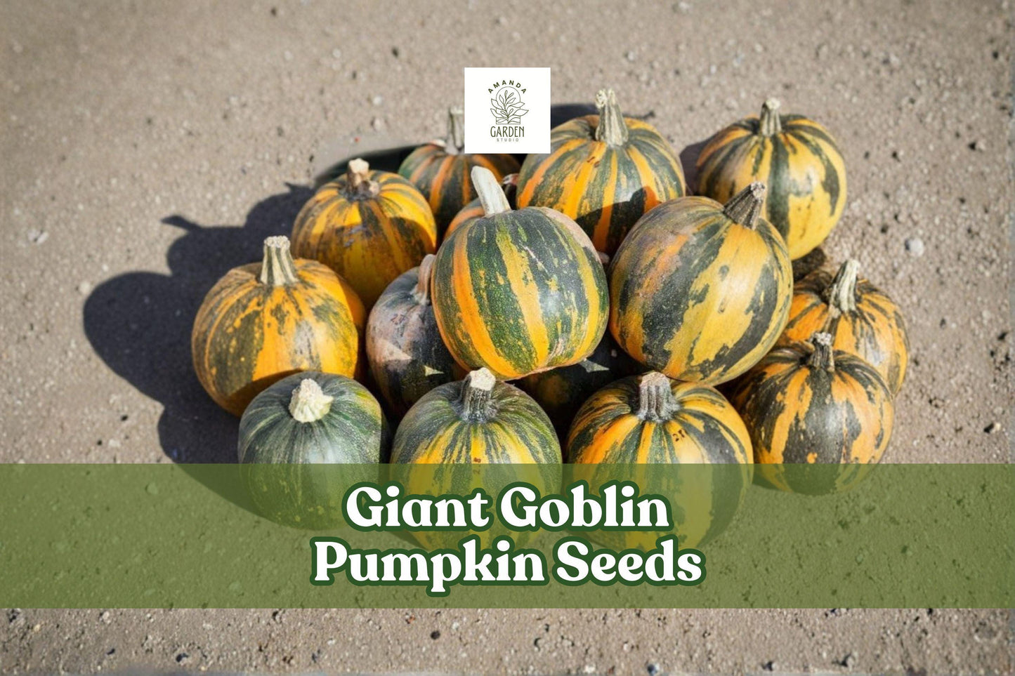 Giant Goblin Pumpkin Seeds – Large Decorative Vining Pumpkin for Fall Gardens, Cucurbita maxima, 10 Seeds