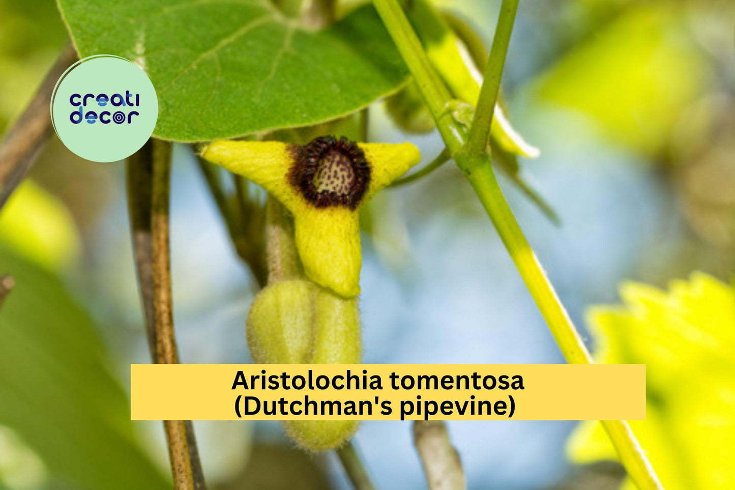 Aristolochia tomentosa Seeds – Dutchman’s Pipevine Climbing Vine for Pollinators & Butterfly Host Plant, 10 Seeds