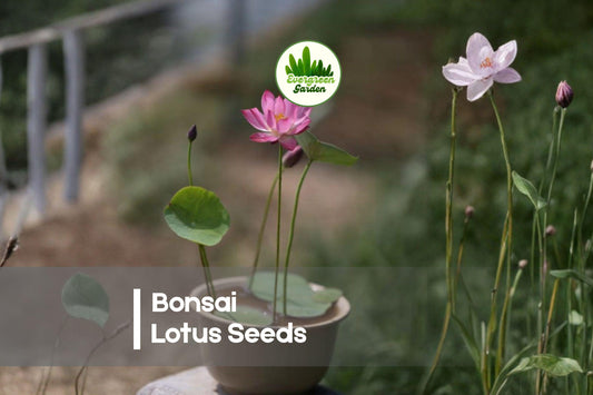10 Bonsai Lotus Seeds - Miniature Nelumbo nucifera for Water Gardens, Ponds, and Indoor Containers