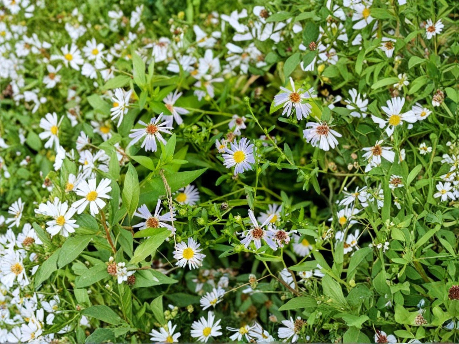 Symphyotrichum puniceum Swamp Aster Seeds – Native Perennial Wildflower for Wetlands & Pollinator Gardens (350 Seeds)