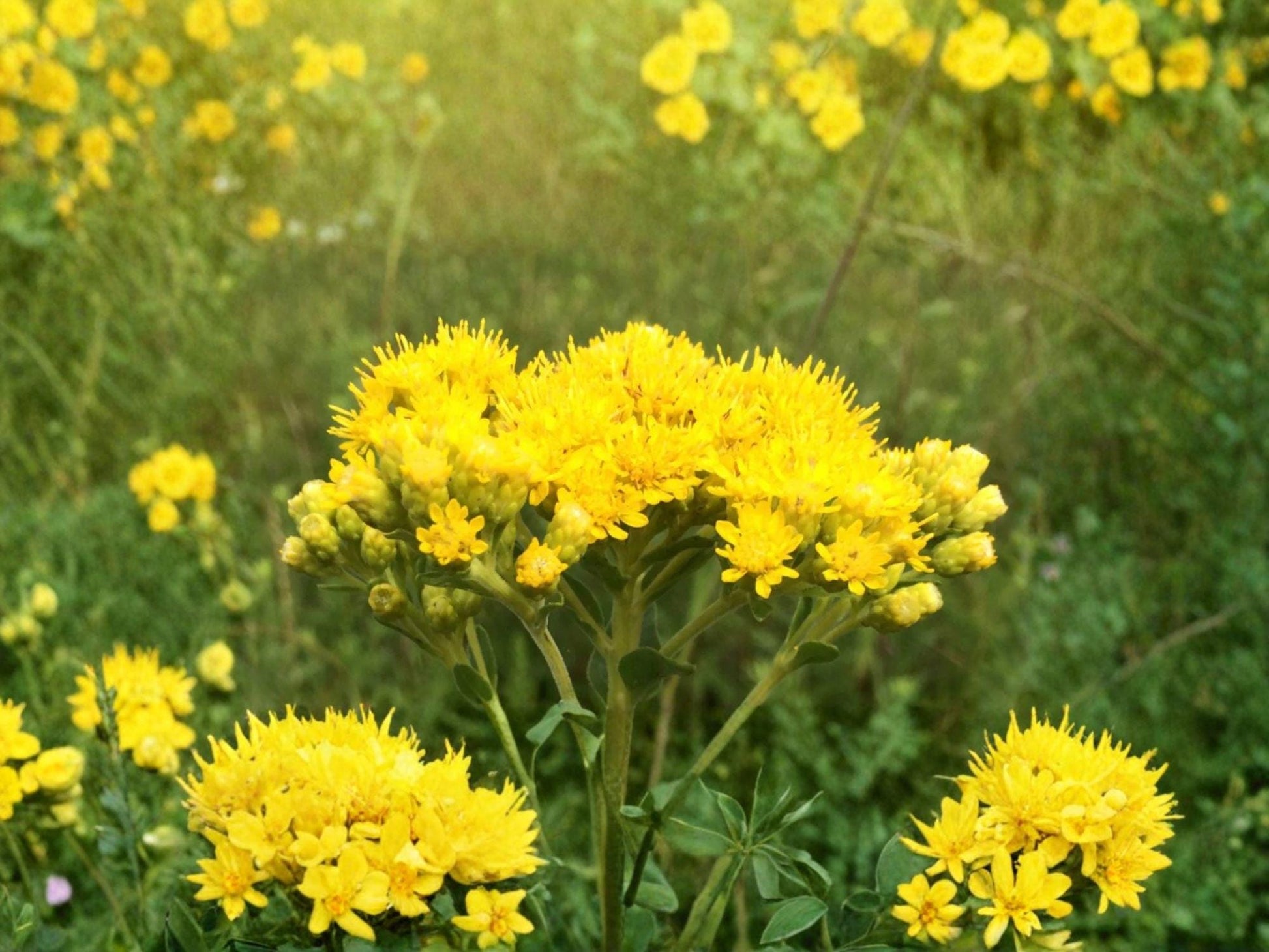 Stiff Goldenrod Seeds – Oligoneuron Rigidum Native Prairie Wildflower for Pollinators, Drought Tolerant Perennial (100 Seeds)