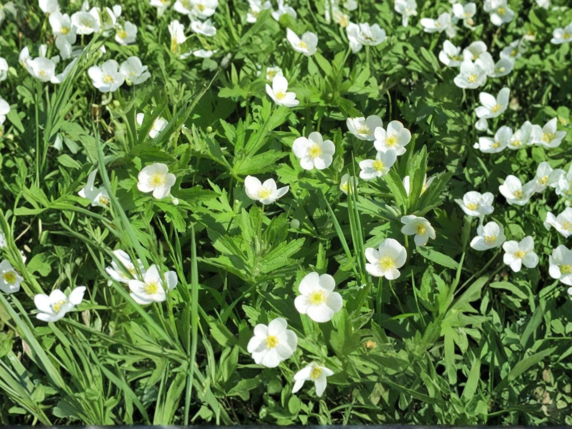 Canada Anemone Seeds (Anemone canadensis) – Native Perennial Wildflower, Groundcover, Pollinator Plant, White Flowers, Zone 3-8