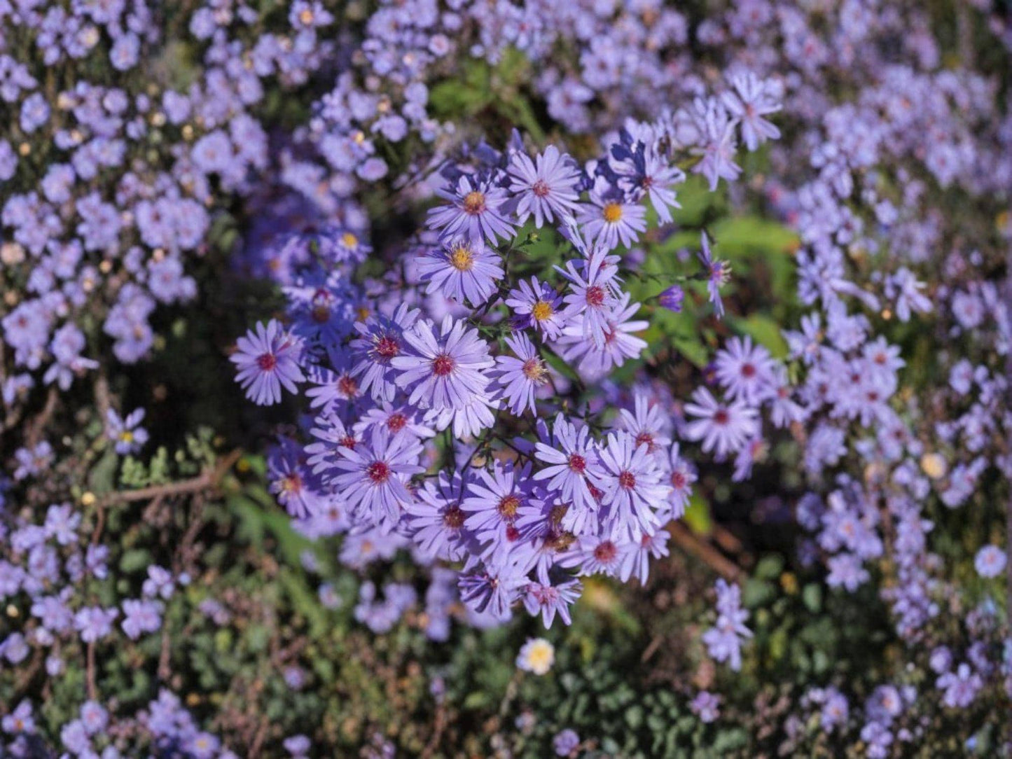 Symphyotrichum cordifolium Heart-leaved Aster Seeds | Native Perennial Wildflower for Shade & Pollinators