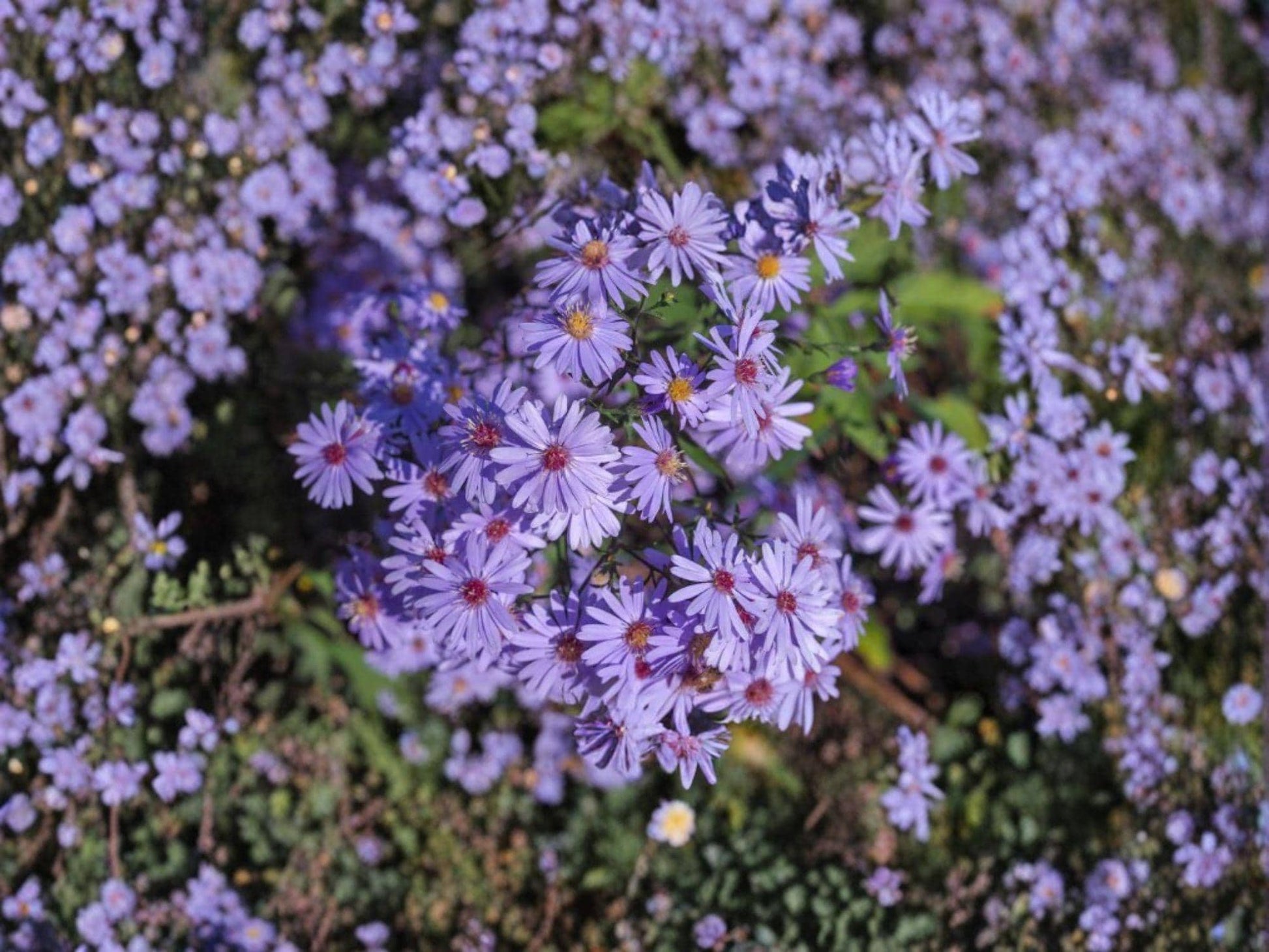 Symphyotrichum cordifolium Heart-leaved Aster Seeds | Native Perennial Wildflower for Shade & Pollinators