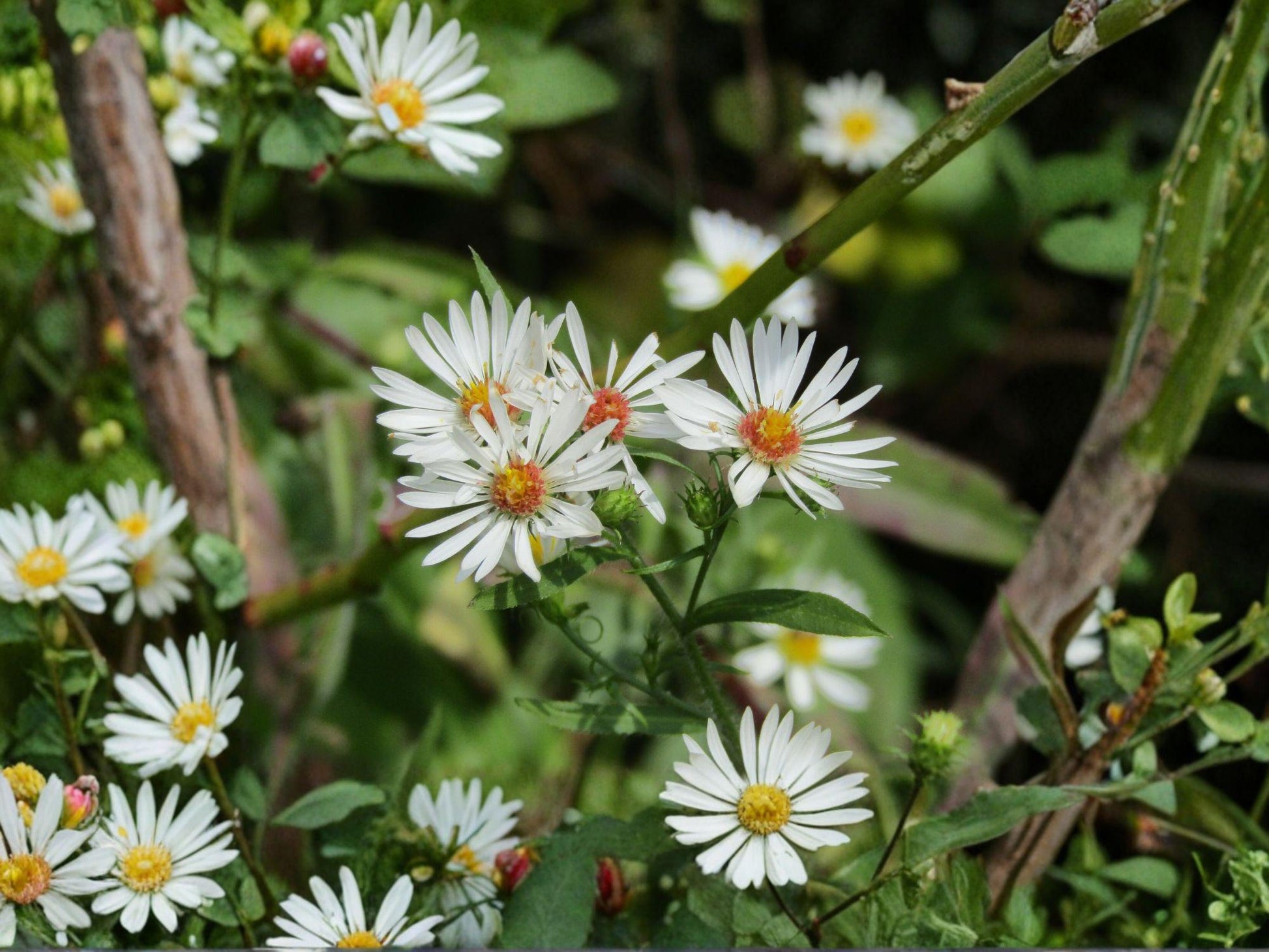 Symphyotrichum pilosus Heath Aster Seeds – Native Perennial Wildflower for Pollinator Gardens, Drought Tolerant, Fall Bloom