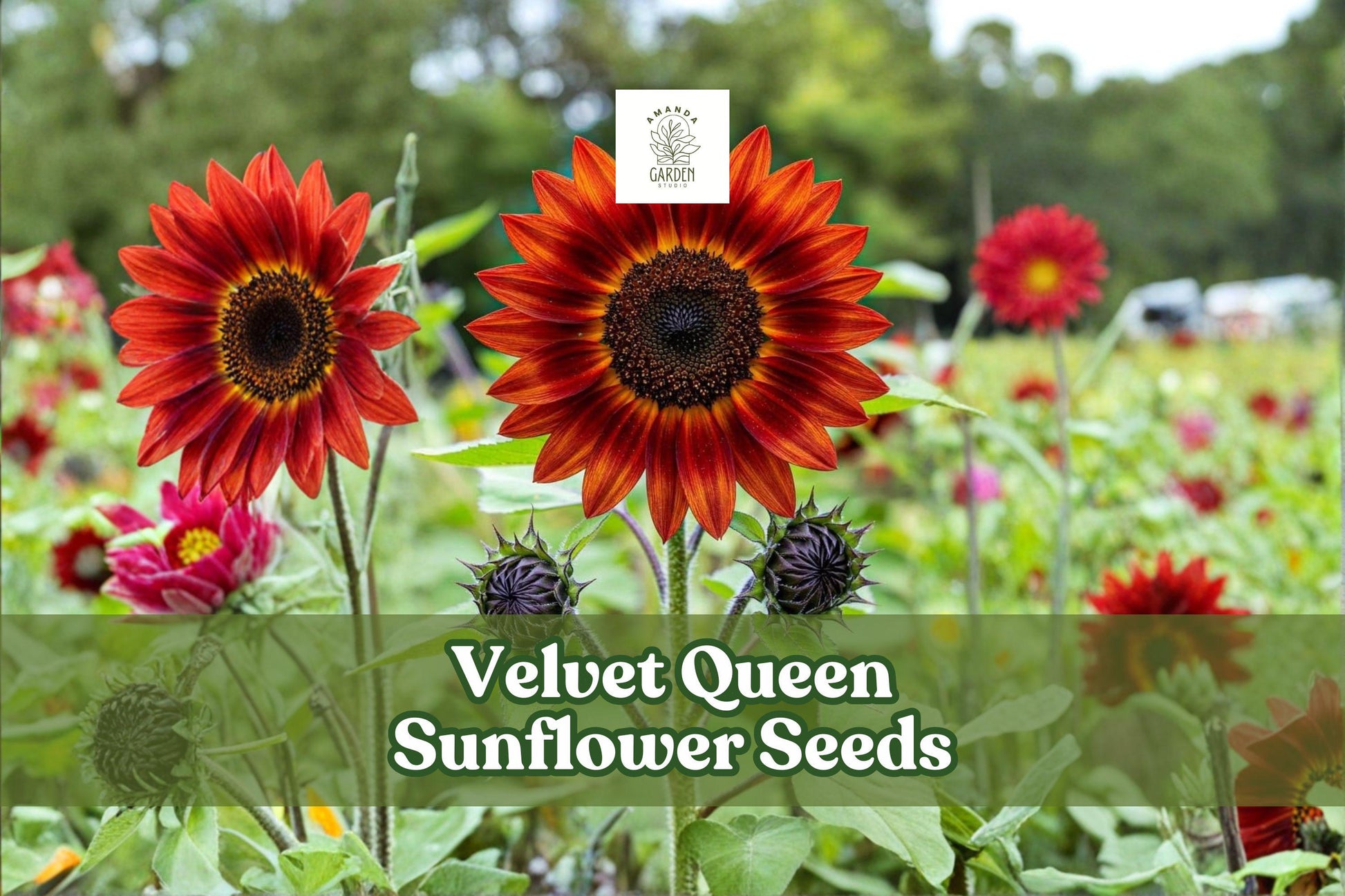 50 Velvet Queen Sunflower Seeds – Deep Red Helianthus annuus, Easy Grow Annual for Garden Beds & Borders