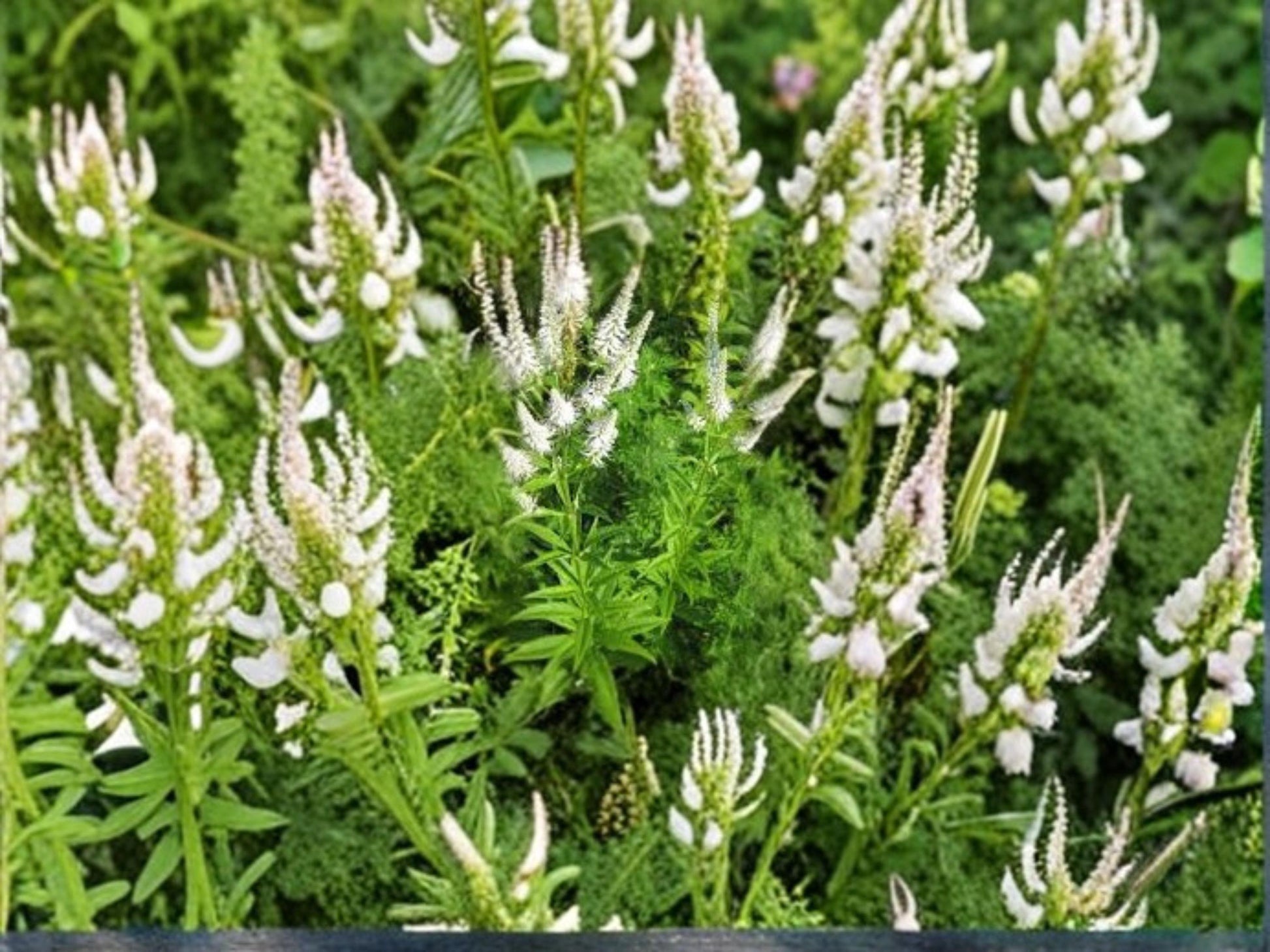 Veronicastrum Virginicum Culver’s Root Wildflower Seeds – Native Prairie Pollinator Plant for Gardens and Restoration