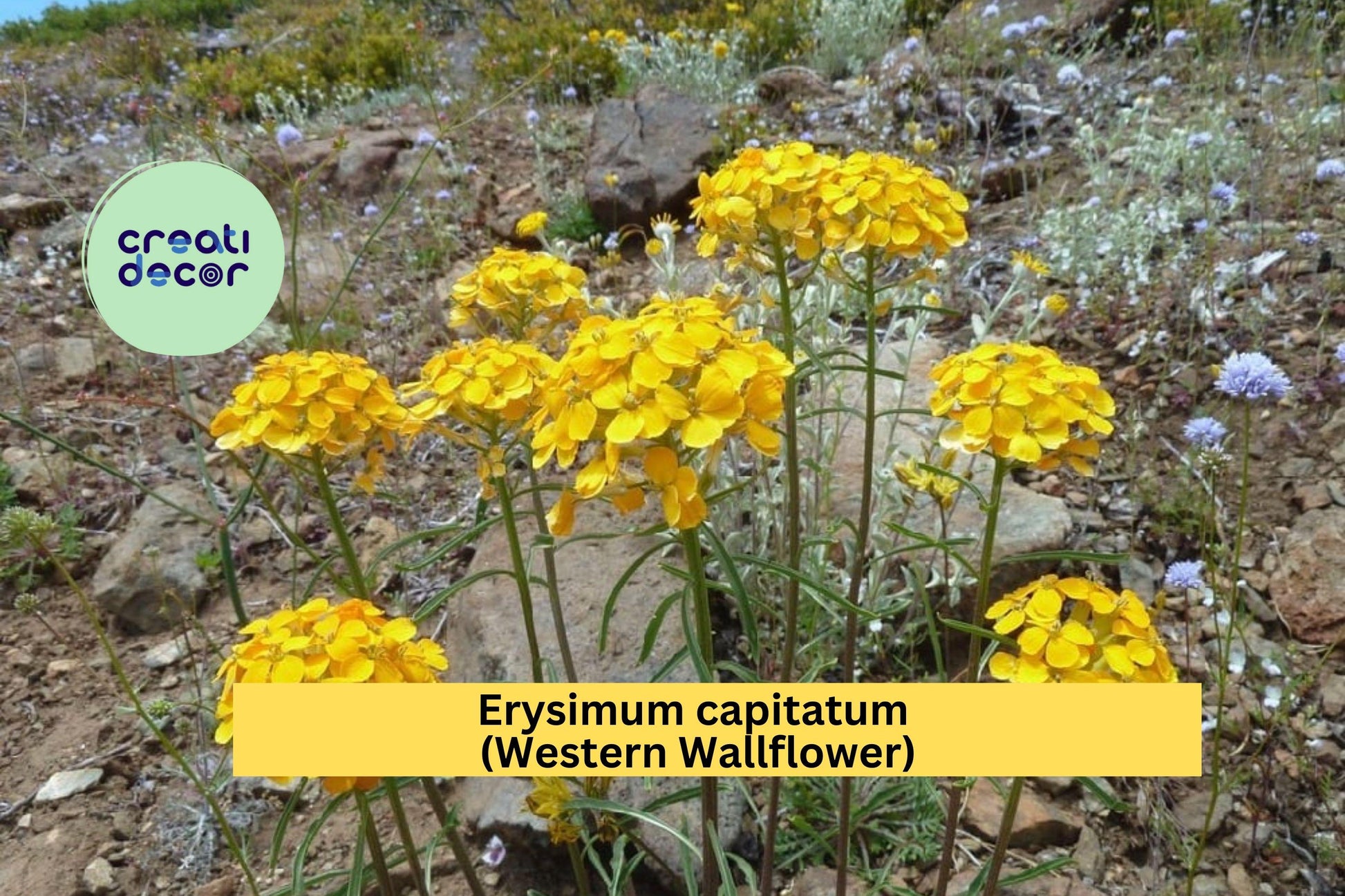 Erysimum Capitatum Seeds – Western Wallflower, Bright Orange, Pollinator-Friendly, Drought-Tolerant, Native Wildflower, 100 Seeds