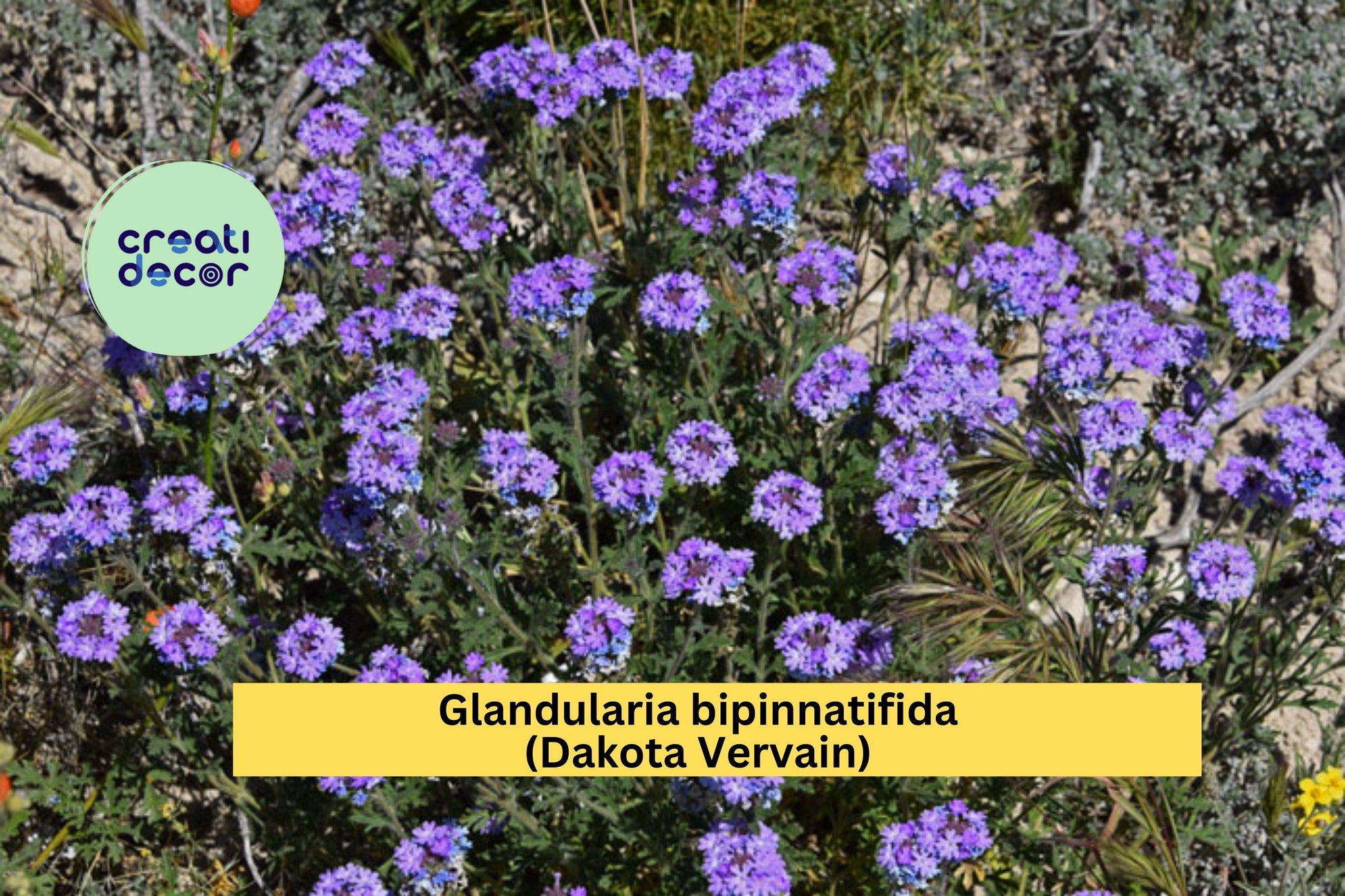 Glandularia bipinnatifida Seeds – Dakota Vervain, Native Purple Wildflower, Drought-Tolerant Annual for Pollinators & Meadows (50 Seeds)
