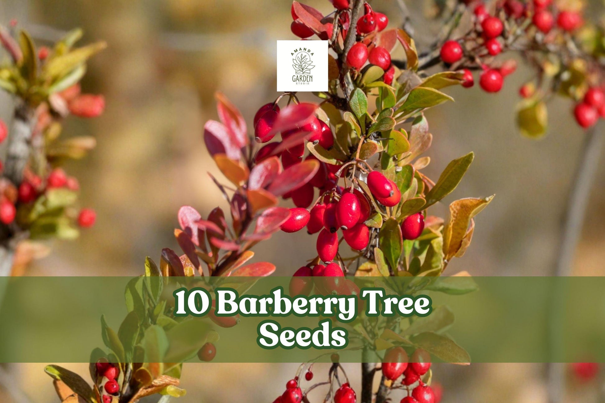10 Barberry Tree Seeds for Planting | Berberis vulgaris | Ornamental Shrub for Hedges & Gardens