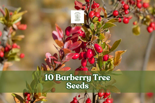 10 Barberry Tree Seeds for Planting | Berberis vulgaris | Ornamental Shrub for Hedges & Gardens