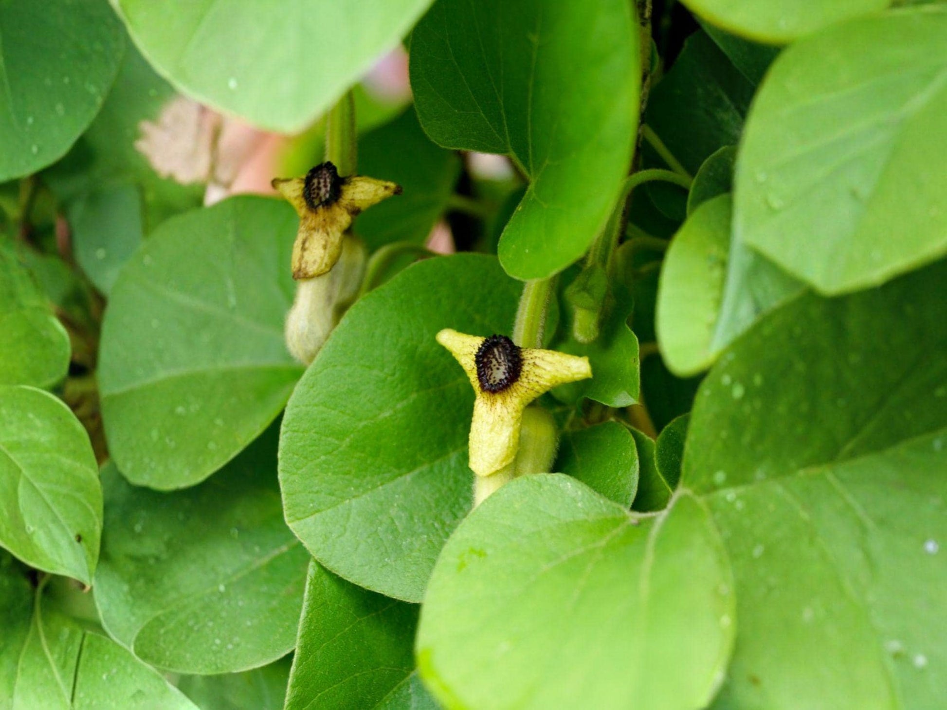 Dutchman’s Pipevine Seeds | Native Perennial Vine | Aristolochia tomentosa | Butterfly Host Plant for Pipevine Swallowtail