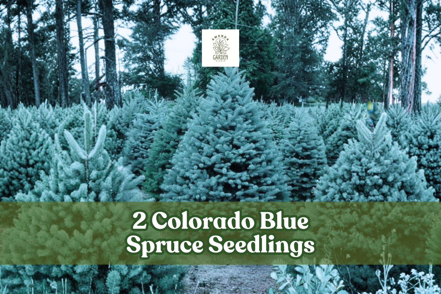 Colorado Blue Spruce Seedlings – Live Evergreen Trees, Picea pungens, Silvery-Blue Needles, Cold-Hardy, Landscaping, Reforestation