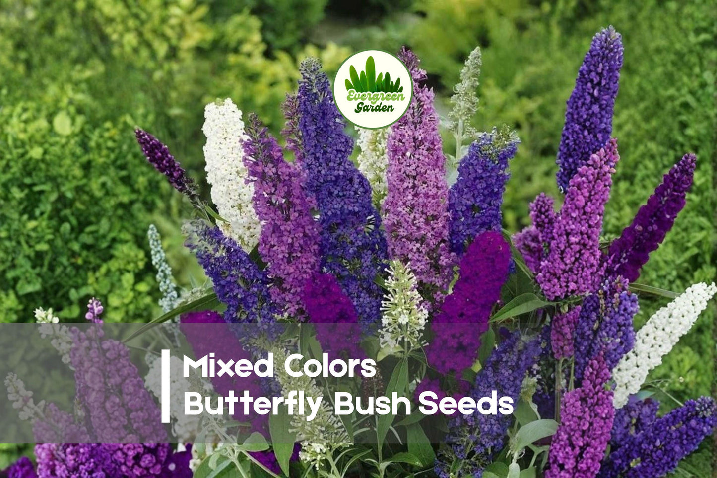 100 Mixed Colors Butterfly Bush Seeds | Buddleia davidii Flowering Shrubs for Pollinator Gardens & Borders