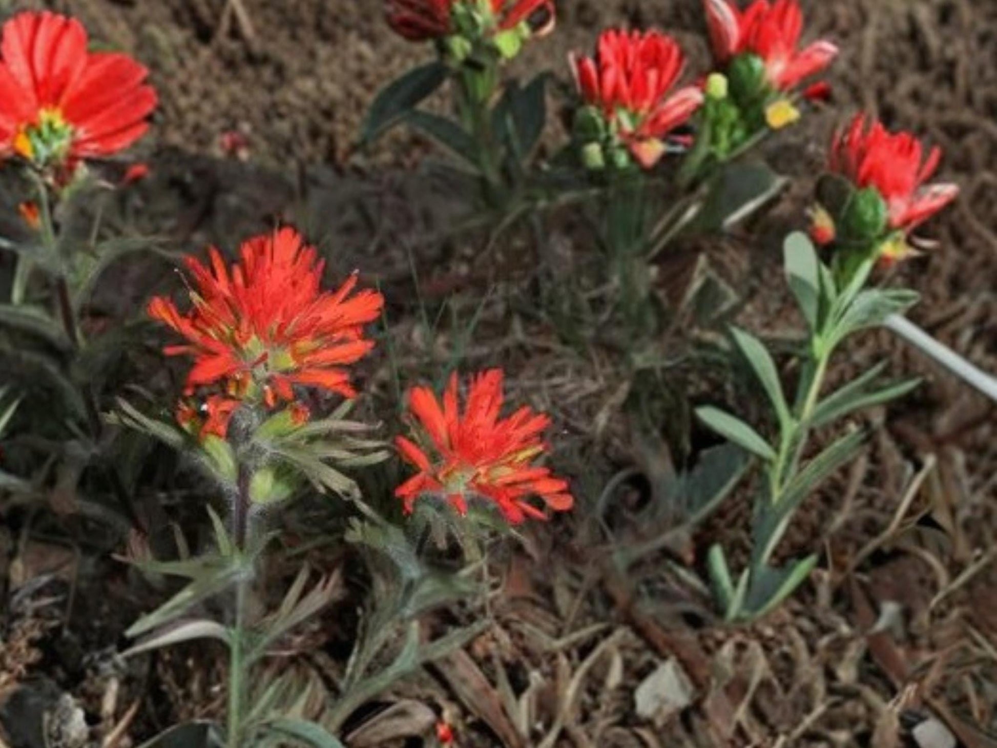 Castilleja angustifolia Indian Paintbrush Seeds – Native Wildflower for Prairie & Meadow Gardens – 100 Seeds