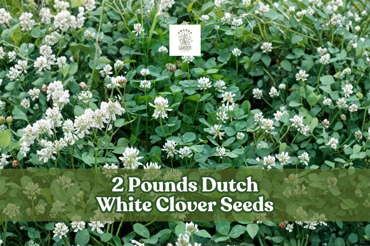 2 Pounds Dutch White Clover Seeds Trifolium repens Groundcover for Lawns & Gardens