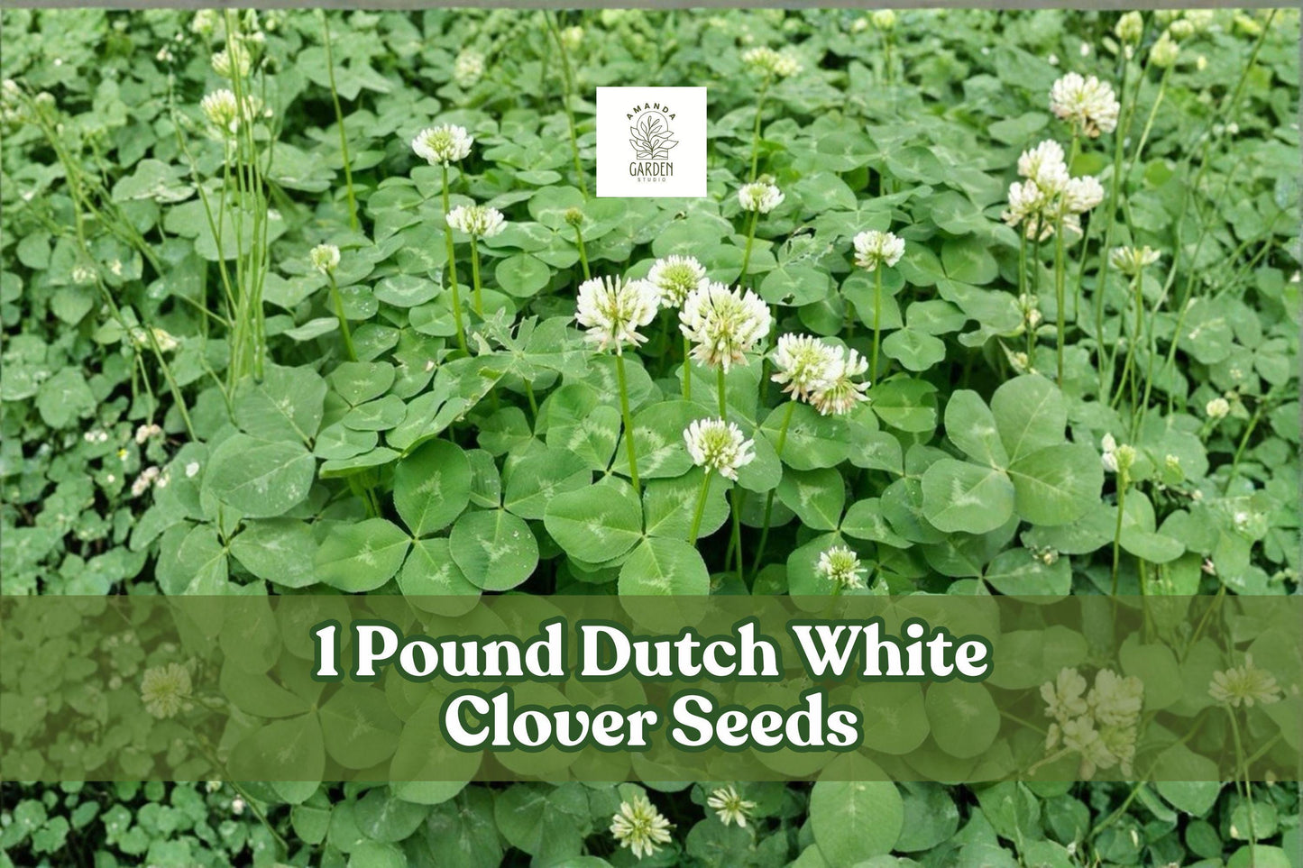 Dutch White Clover Seeds 1 Pound | Trifolium repens Groundcover for Lawns & Gardens