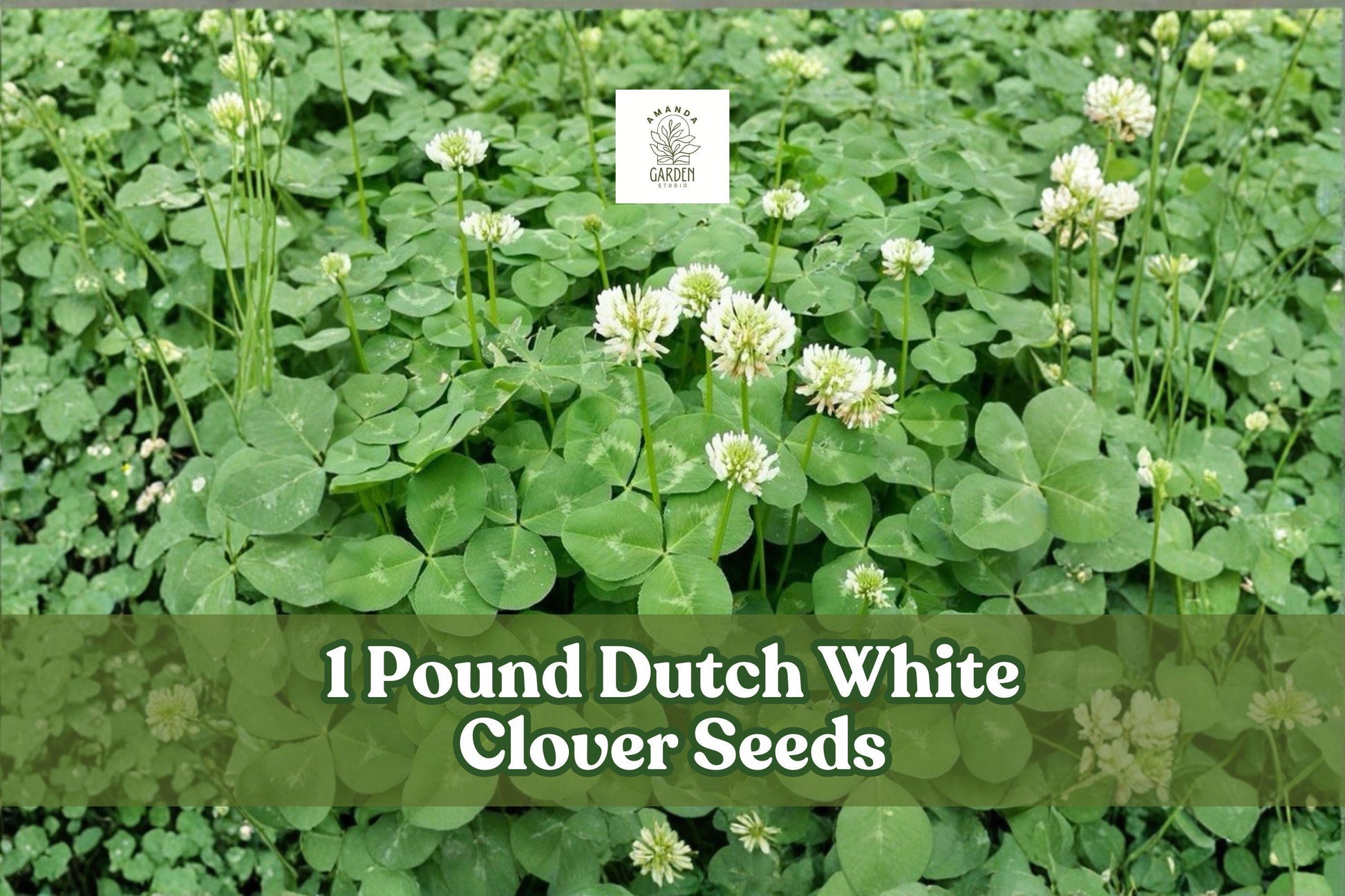 Dutch White Clover Seeds 1 Pound | Trifolium repens Groundcover for Lawns & Gardens